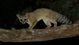 ringtail